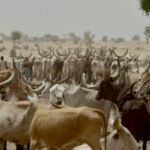FG, states partner to address farmer-herder clashes and develop livestock sector
