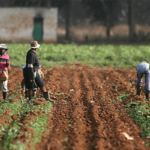 Rising costs, insecurity push Nigeria’s agriculture into contraction