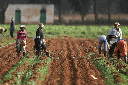 Rising costs, insecurity push Nigeria’s agriculture into contraction